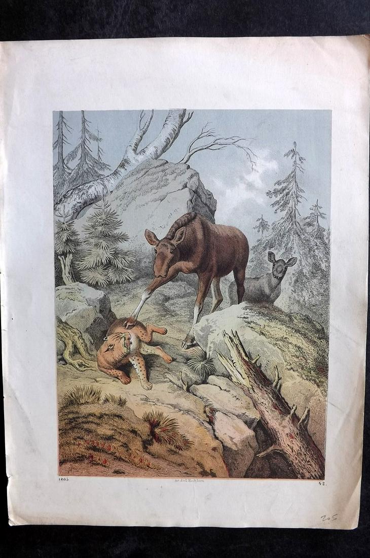 Hoffmann, Carl 1865 Hand Col Print. Caribou attacking Big Cat (1 of 2)