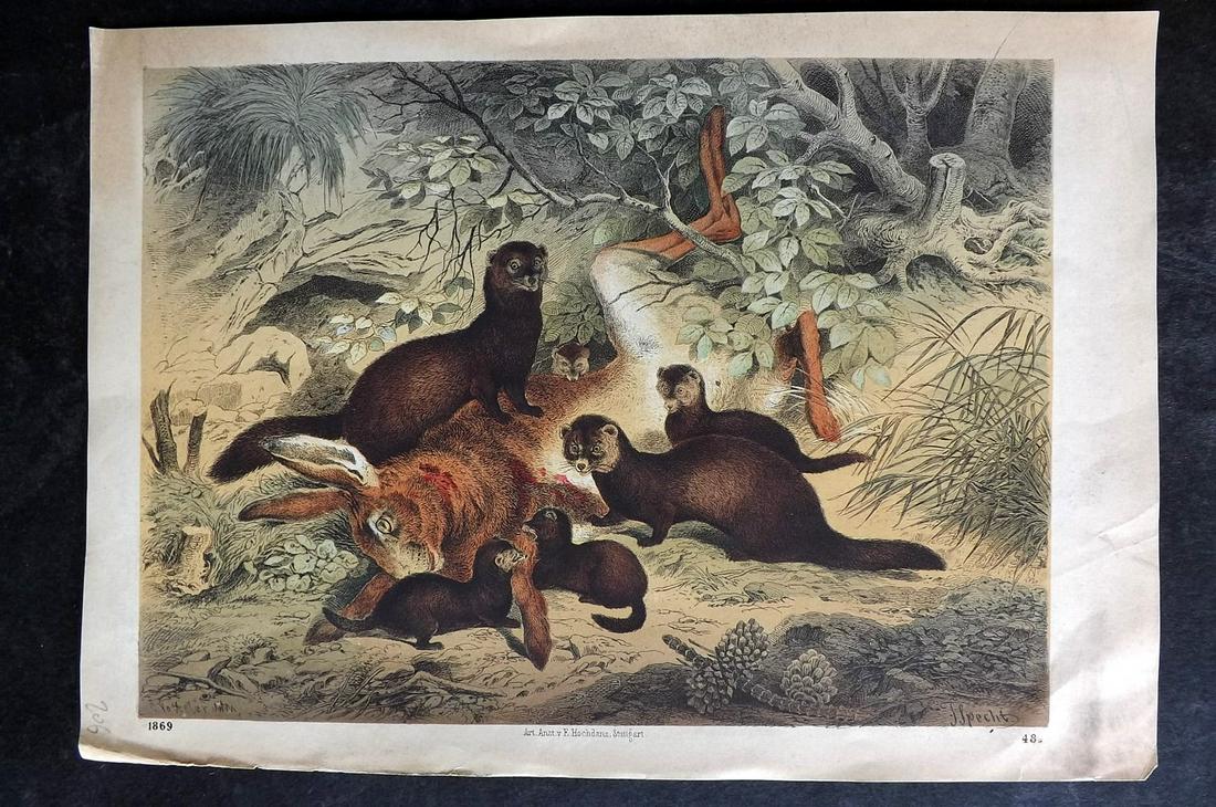 Hoffmann, Carl 1869 Hand Col Print. Marten Stout?: Hand Colored Lithograph Published 1842-80, Stuttgart for "Das Buch der Welt" by Carl Hoffmann. Paper Size: 9.5 x 7 inch (25 x 18cm) Approx. Good Condition