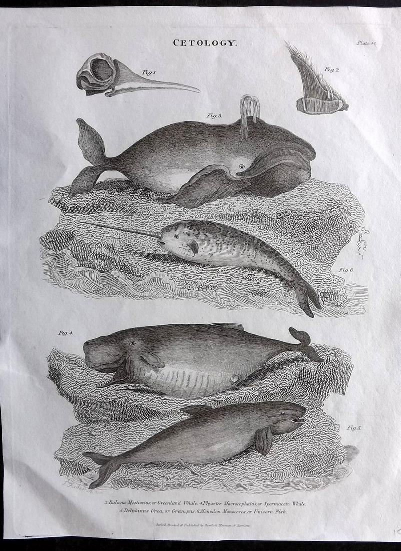 Oxford Encyclo. 1828 Antique Print. Whales & Narwhal (1 of 2)