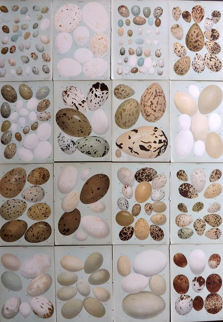 Gordon, W. J. C1900 Lot of 16 Antique Bird Egg Prints: Chromolithographs Published C1900, London "Eggs of the Native Birds of Britain..." by W. J. Gordon. Paper Size: 7.5 x 5 inch (19 x 13cm) Good Condition
