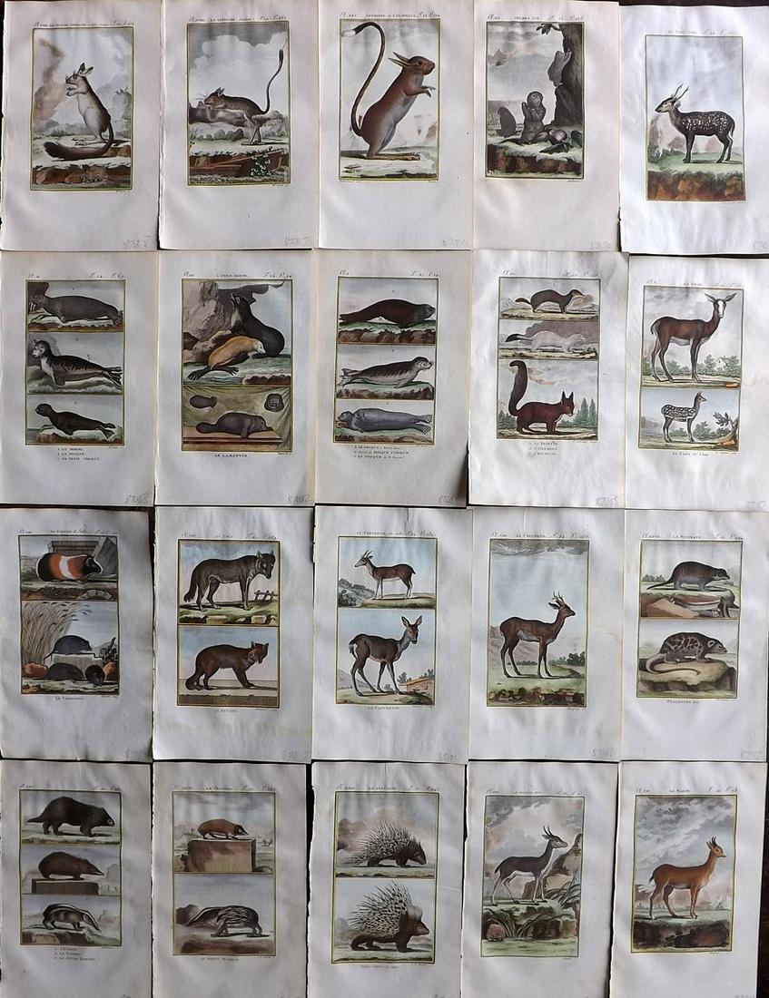 Buffon & Sonnini C1800 Lot of 20 Hand Col Animal Prints (1 of 7)