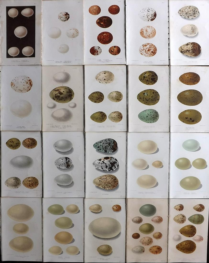 Butler, Arthur 1886 Lot of 20 Antique Bird Egg Prints (1 of 7)