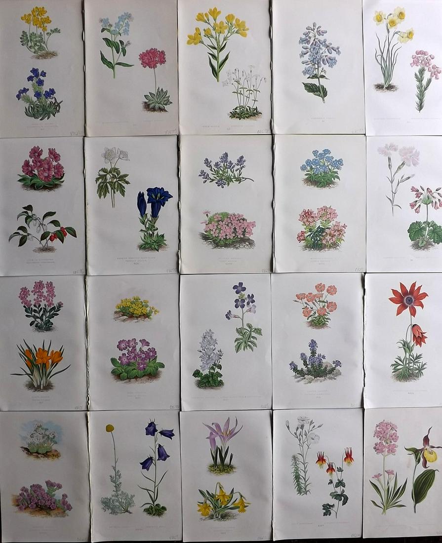 Wooster, David 1872 Lot of 20 Alpine Botanical Prints (1 of 7)