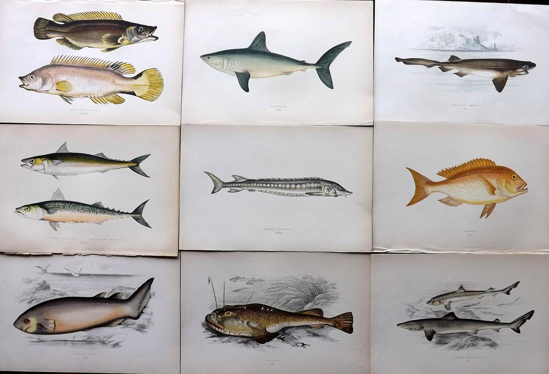 Couch, Jonathan 1878 Lot of 9 Antique Fish & Shark Prints: Color Printed Woodblocks Published 1877-78, London for "A History of the Fishes of the British Islands" by Jonathan Couch. Paper Size: 9.5 x 7 inch (24 x 17cm) Good Condition