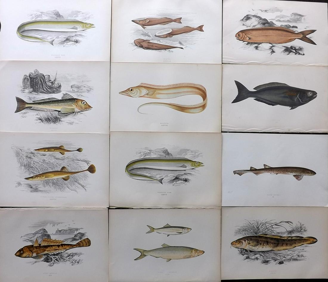 Couch, Jonathan 1878 Lot of 12 Antique Fish Prints: Color Printed Woodblocks Published 1877-78, London for "A History of the Fishes of the British Islands" by Jonathan Couch. Paper Size: 9.5 x 7 inch (24 x 17cm) Good Condition