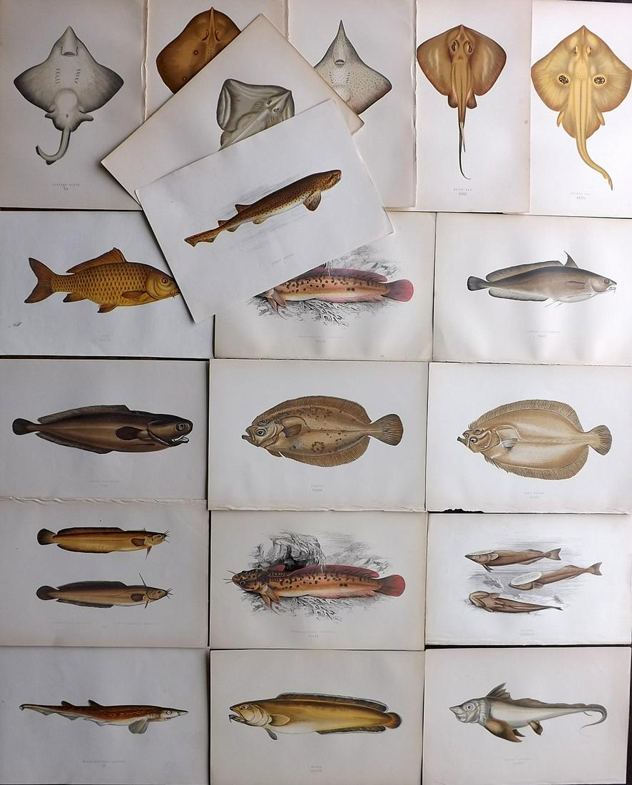 Couch, Jonathan 1878 Lot of 19 Antique Fish Prints: Color Printed Woodblocks Published 1877-78, London for "A History of the Fishes of the British Islands" by Jonathan Couch. Paper Size: 9.5 x 7 inch (24 x 17cm) Good Condition