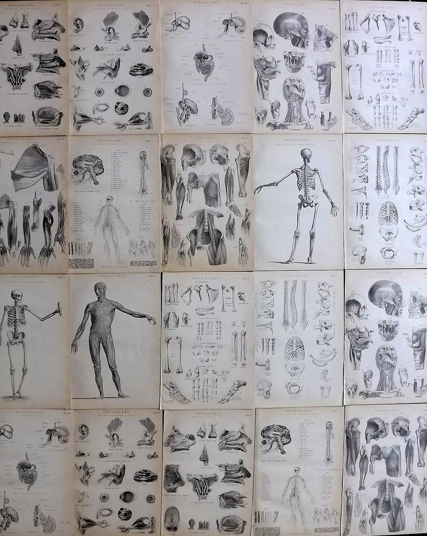 Neil, Samuel 1897 Lot of 30 Antique Anatomy Prints (1 of 7)