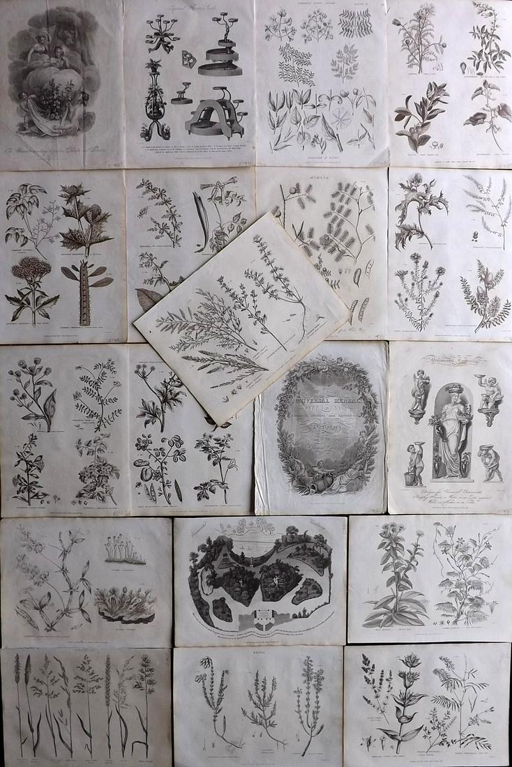 Green, Thomas C1820 Lot of 19 Botanical & Ornamental Gardening Prints (1 of 6)