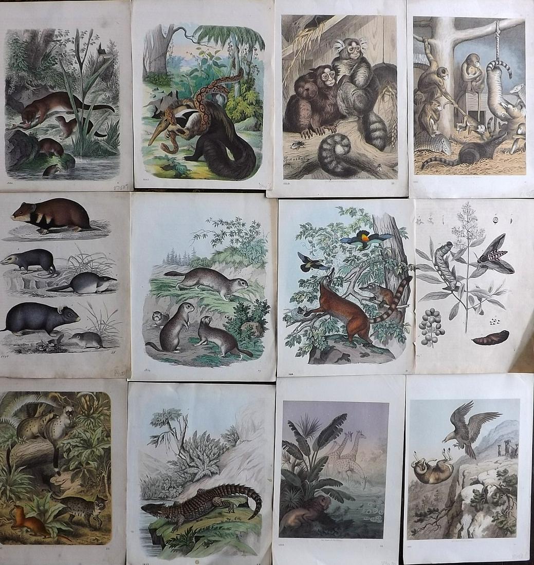 Hoffmann, Carl 1847-69 Lot of 12 Hand Col Natural History Prints (1 of 5)