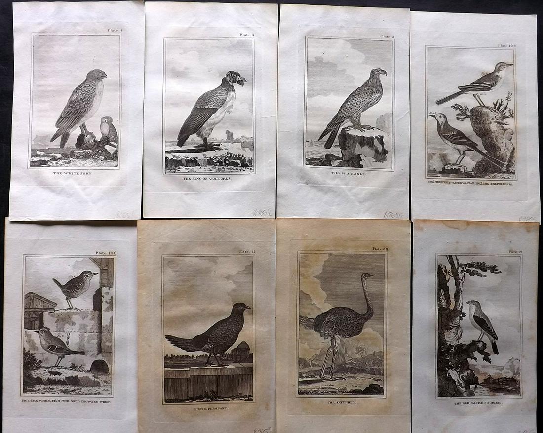 Buffon & Smellie 1812 Lot of 8 Antique Bird Prints (1 of 2)