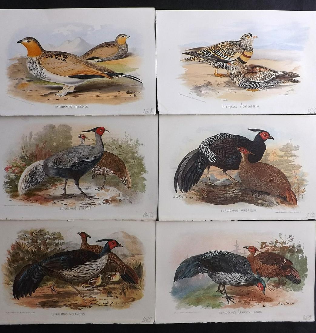 Finn, Frank 1915 Lot of 6 Indian Sporting Bird Prints (1 of 2)