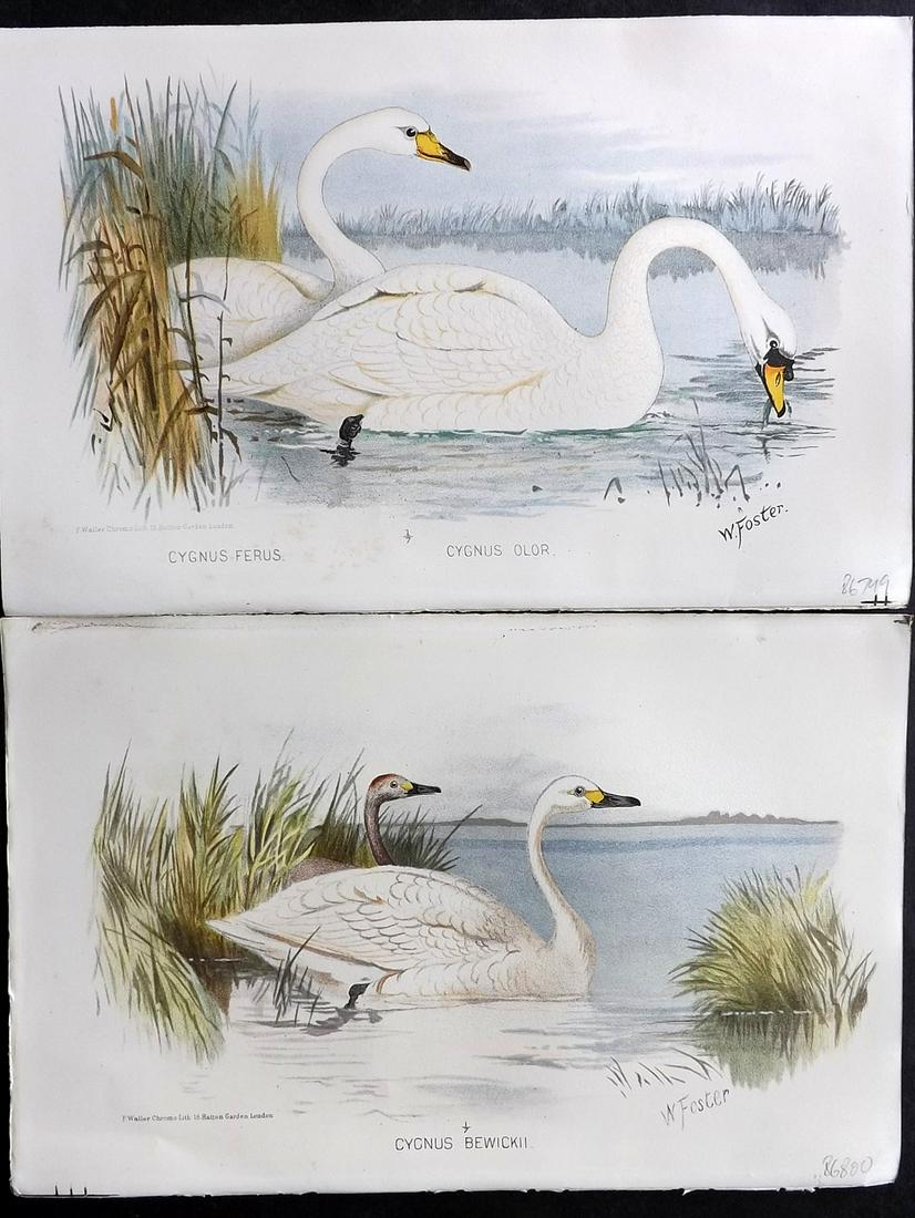 Finn, Frank 1915 Pair of Antique Bird Prints. Swans (1 of 2)