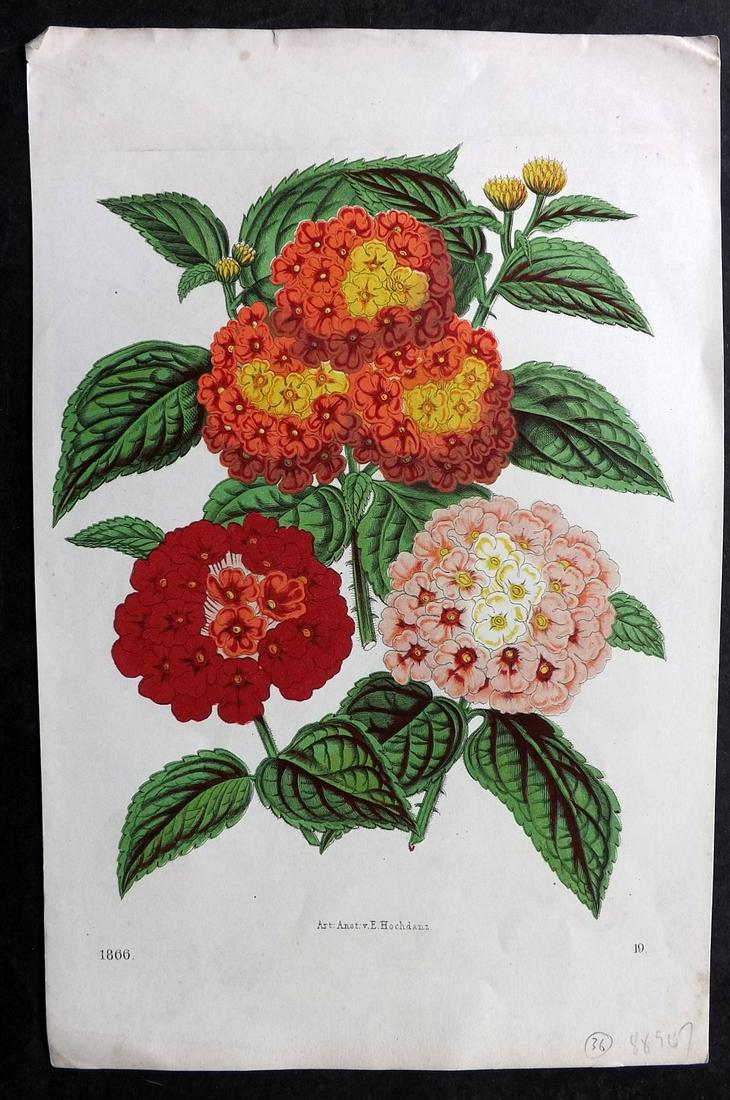 Hoffmann, Carl 1866 Hand Col Botanical Print. Lantana (1 of 2)