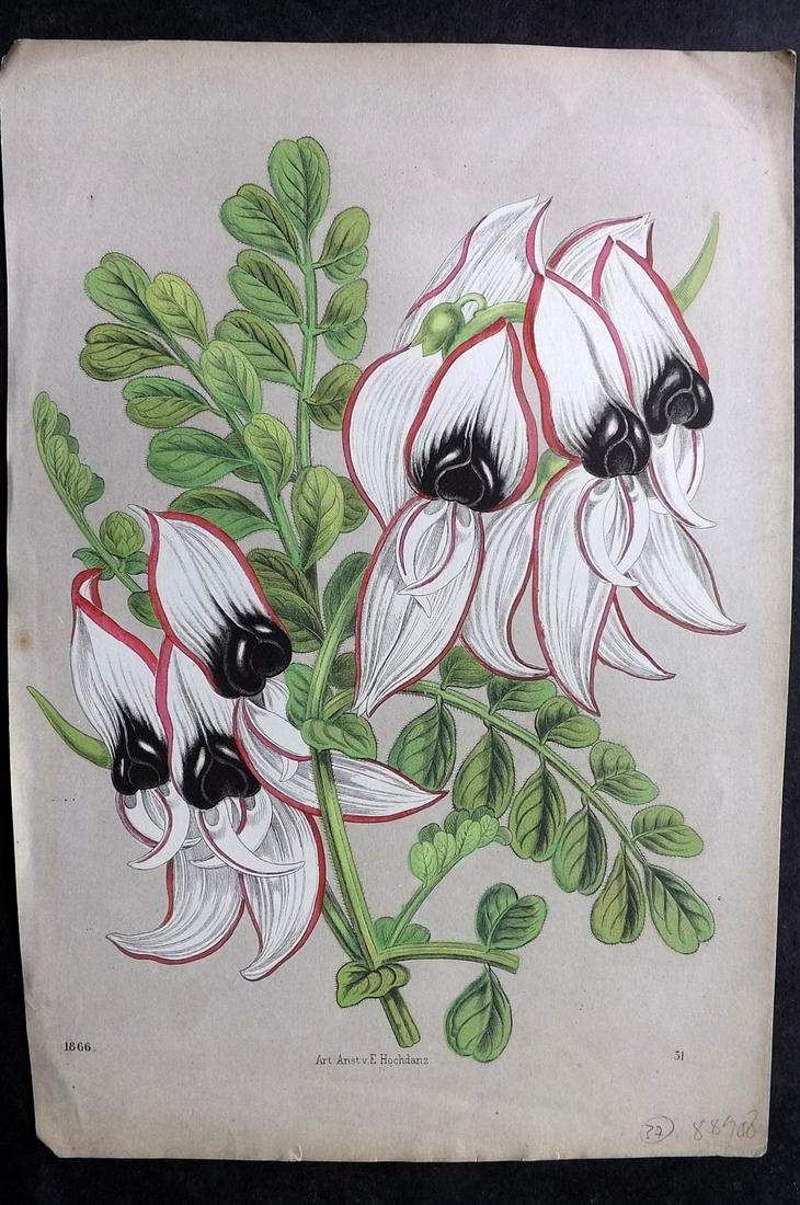 Hoffmann, Carl 1866 Hand Col Botanical Print. Sturt's desert pea. Australia (1 of 2)