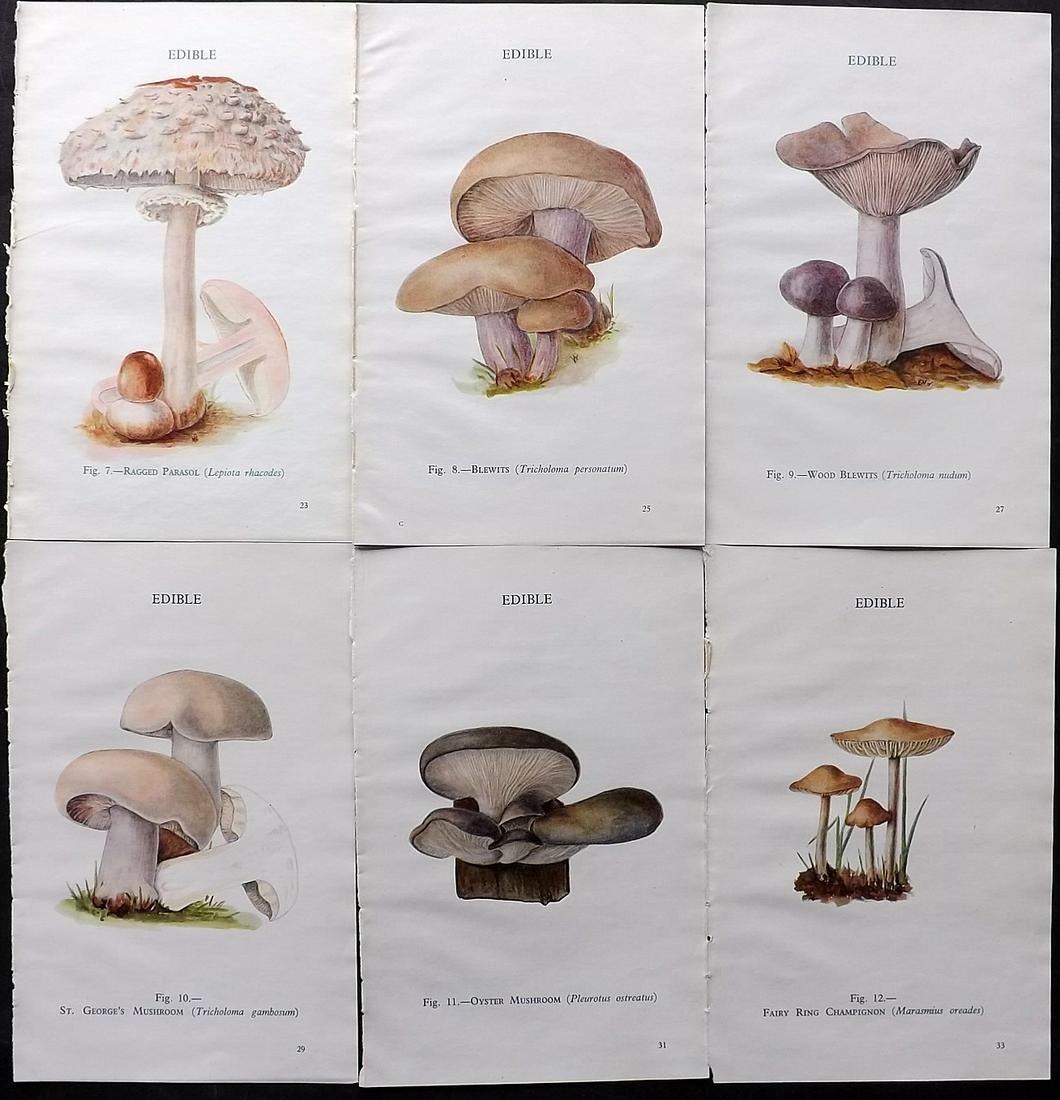 MAFF 1947 Lot of 6 Vintage Mushroom Fungi Prints: Vintage Offset Lithograph Published 1945, London for "Edible and Poisonous Fungi" by the Ministry of Agriculture & Fisheries (MAFF) Unrelated text to verso (The text relates to the adjacent plate) Pap