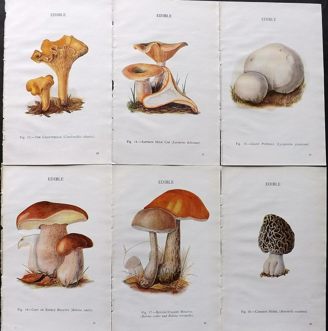 MAFF 1947 Lot of 6 Vintage Mushroom Fungi Prints: Vintage Offset Lithograph Published 1945, London for "Edible and Poisonous Fungi" by the Ministry of Agriculture & Fisheries (MAFF) Unrelated text to verso (The text relates to the adjacent plate) Pap