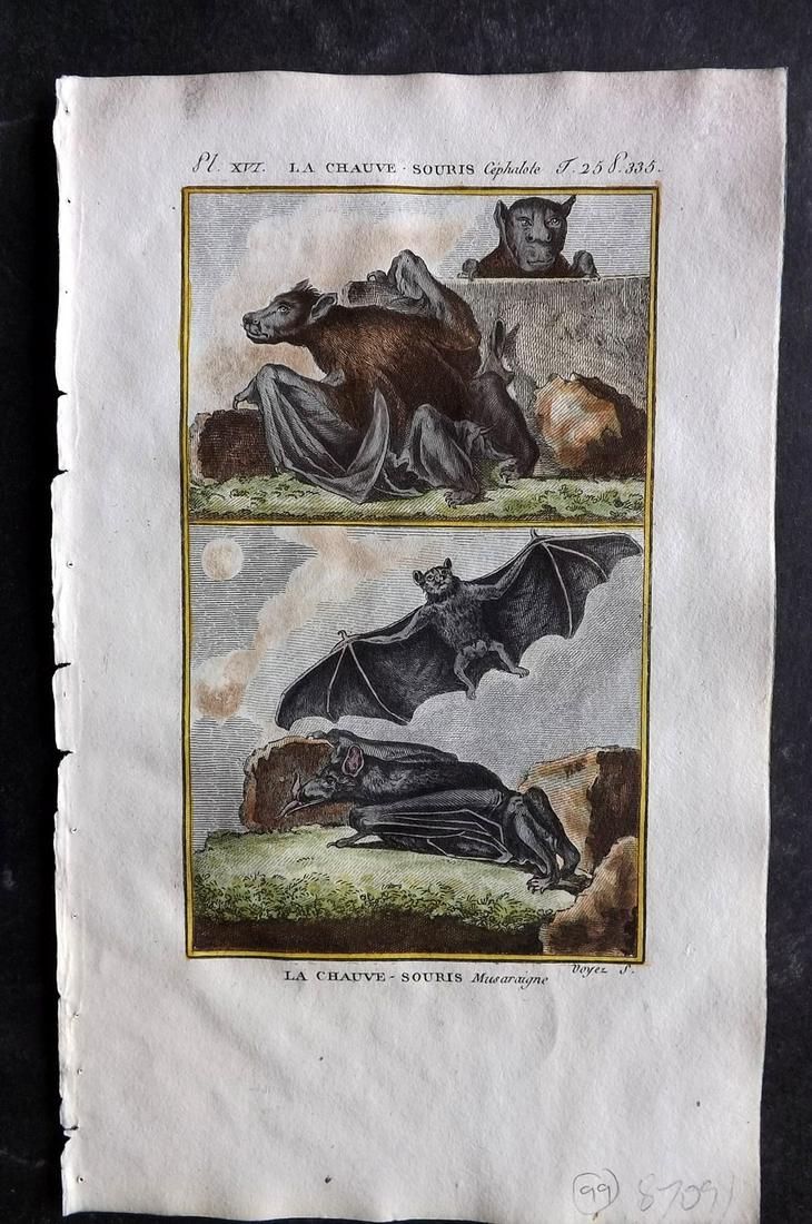 Buffon & Sonnini C1800 Hand Col Print. Bats 25-16 (1 of 2)
