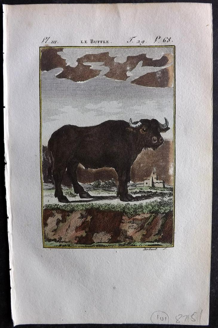 Buffon & Sonnini C1800 Hand Col Print. Buffalo: Hand Colored Copper Plate Published 1799-1808, Paris for "Histoire naturelle générale et particulière" by the Comte de Buffon and Charles Nicolas Sigisbert Sonnini. Paper Size: 7.5 x 5 inch (19 x 1