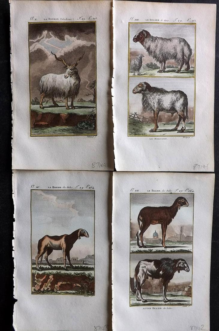 Buffon & Sonnini C1800 Lot of 4 Hand Col Prints. Goats, Sheep: Hand Colored Copper Plate Published 1799-1808, Paris for "Histoire naturelle générale et particulière" by the Comte de Buffon and Charles Nicolas Sigisbert Sonnini. Paper Size: 7.5 x 5 inch (19 x 1