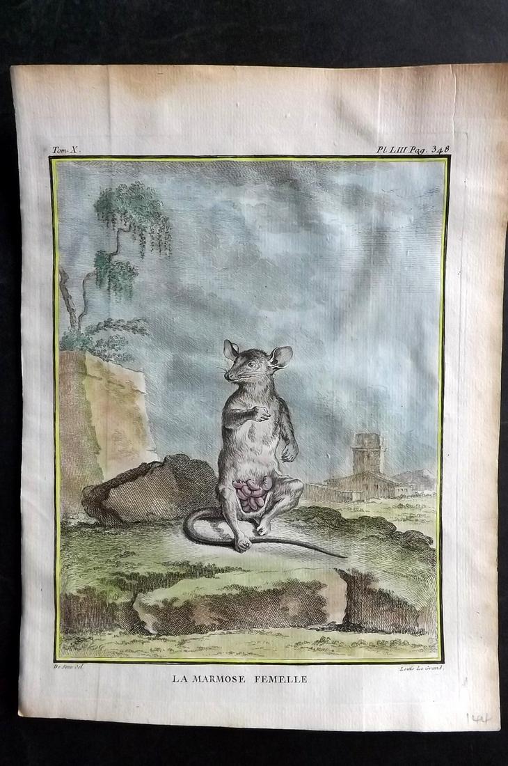 Buffon, Comte de C1760 Hand Col First 4to Edition Print. Marmoset - Female: Hand Colored Copper Plate Published 1749-89 by Imprimerie Royale, Paris for "Histoire naturelle, générale et particulière" First and 4to Edition by Georges-Louis Leclerc, Comte de Buffon. Paper Siz