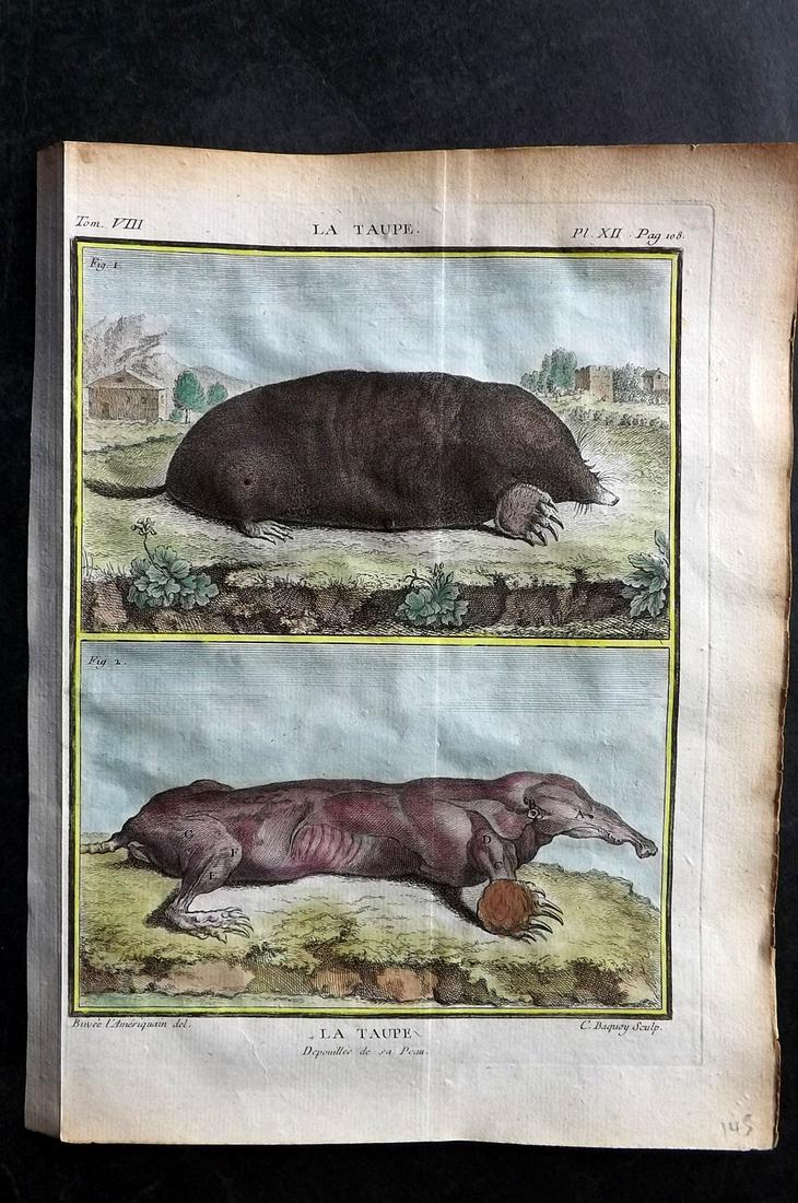 Buffon, Comte de C1760 Hand Col First 4to Edition Print. Mole: Hand Colored Copper Plate Published 1749-89 by Imprimerie Royale, Paris for "Histoire naturelle, générale et particulière" First and 4to Edition by Georges-Louis Leclerc, Comte de Buffon. Paper Siz