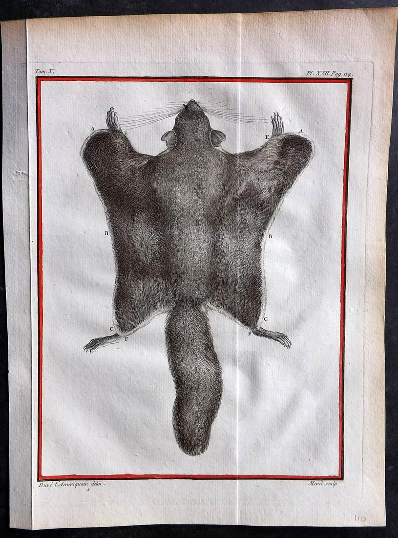 Buffon, Comte de C1760 Hand Col First 4to Edition Print. Squirrel Fur: Hand Colored Copper Plate Published 1749-89 by Imprimerie Royale, Paris for "Histoire naturelle, générale et particulière" First and 4to Edition by Georges-Louis Leclerc, Comte de Buffon. Paper Siz