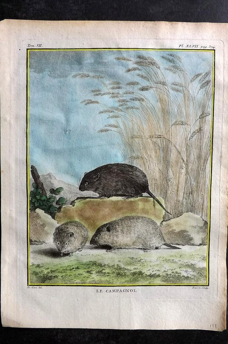 Buffon, Comte de C1760 Hand Col First 4to Edition Print. Vole: Hand Colored Copper Plate Published 1749-89 by Imprimerie Royale, Paris for "Histoire naturelle, générale et particulière" First and 4to Edition by Georges-Louis Leclerc, Comte de Buffon. Paper Siz