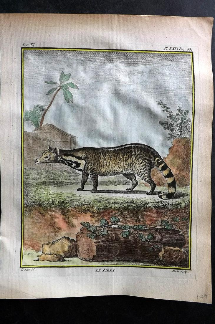 Buffon, Comte de C1760 Hand Col First 4to Edition Print. Zibet: Hand Colored Copper Plate Published 1749-89 by Imprimerie Royale, Paris for "Histoire naturelle, générale et particulière" First and 4to Edition by Georges-Louis Leclerc, Comte de Buffon. Paper Siz