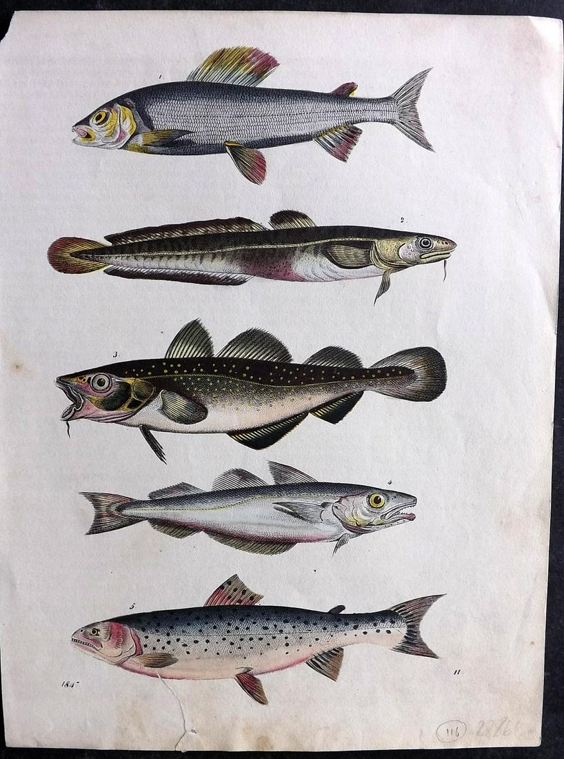 Hoffmann, Carl 1847 Hand Col Print. Salmon, Trout, Cod Fish 11 (1 of 2)