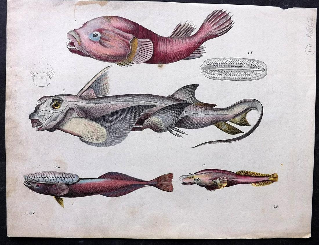 Hoffmann, Carl 1847 Hand Col Print. Chimaera Fish etc 39 (1 of 2)