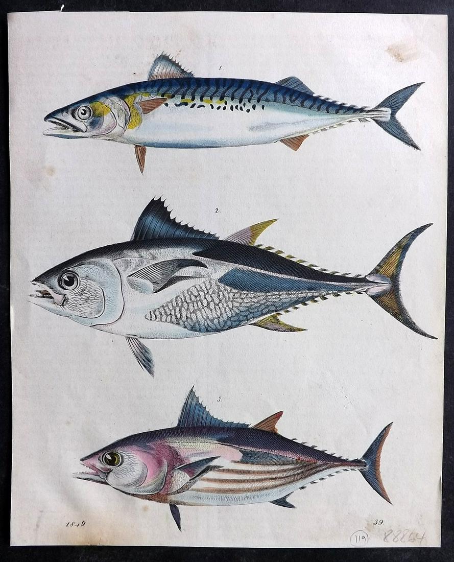 Hoffmann, Carl 1849 Hand Col Print. Mackerel & Tuna Fish 39 (1 of 2)