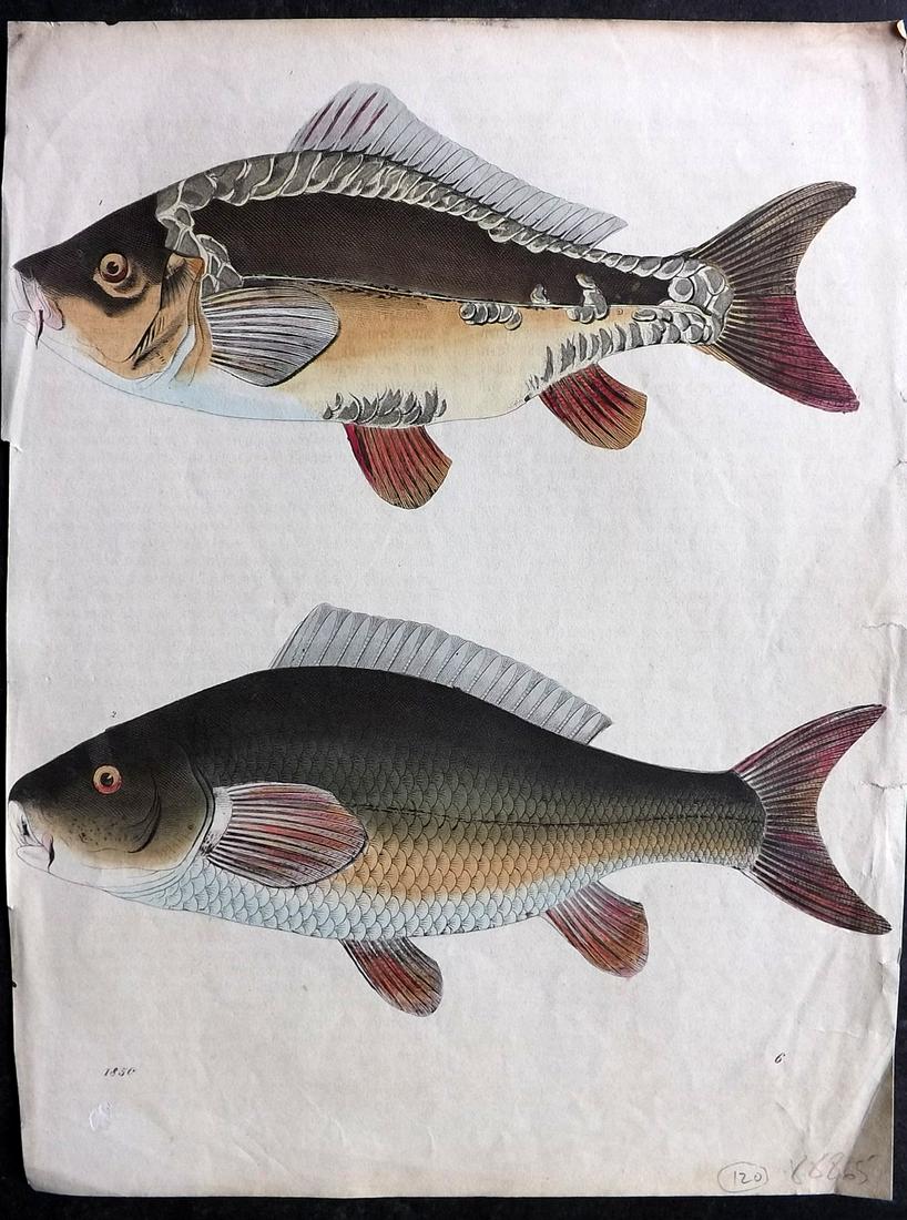 Hoffmann, Carl 1850 Hand Col Print. Carp Fish 06 (1 of 2)