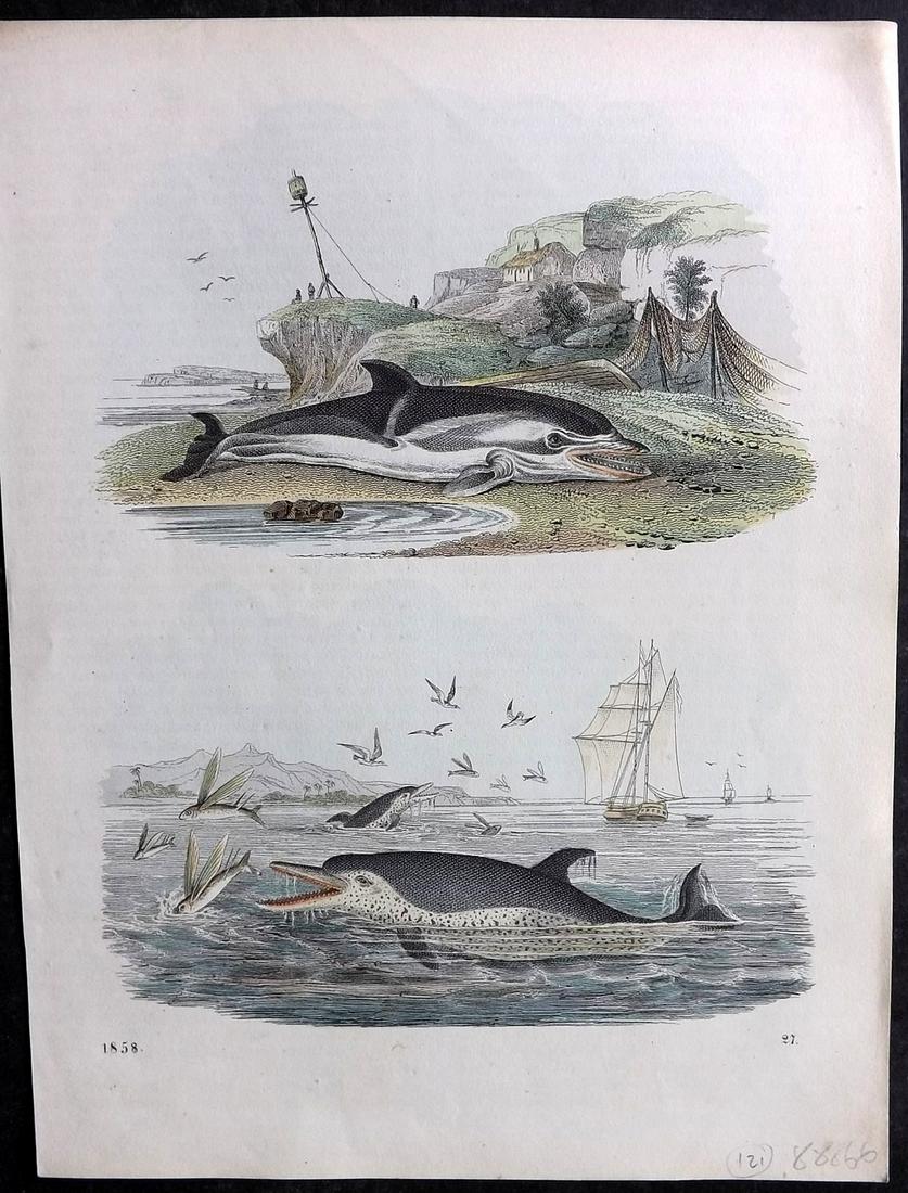 Hoffmann, Carl 1858 Hand Col Print. Dolphins & Flying Fish 27 (1 of 2)