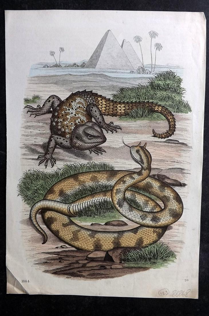 Hoffmann, Carl 1864 Hand Col Print. Snake & Lizard 20 (1 of 2)