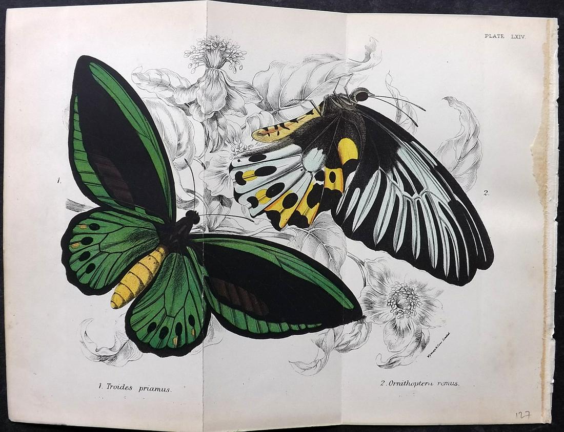 Lloyds's 1897 Antique Double Print. Butterfly (1 of 2)