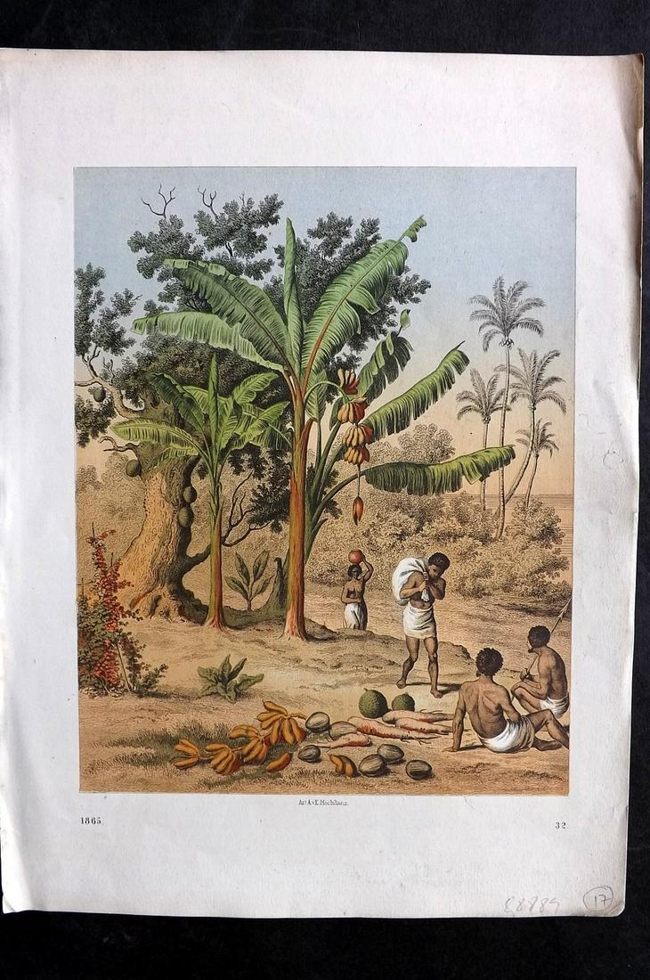 Hoffmann, Carl 1865 Hand Col Print. South Pacific Natives & Fruit Tree 32 (1 of 2)