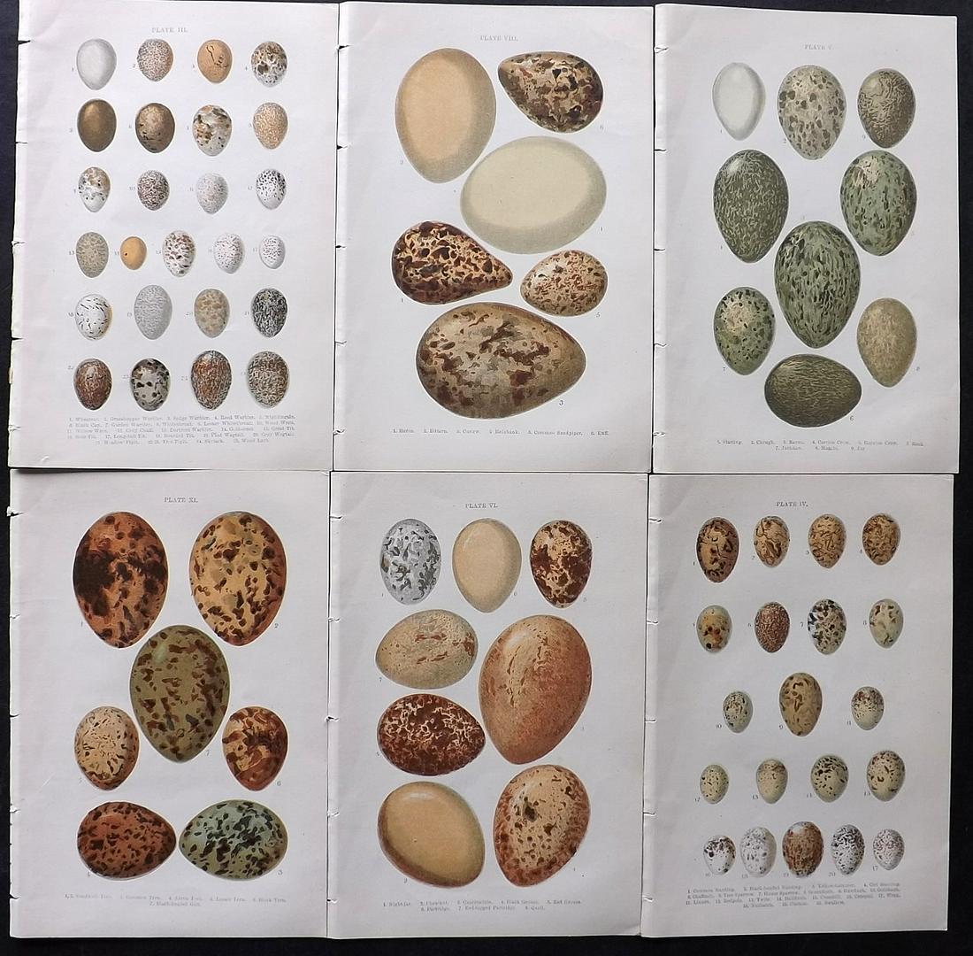 Atkinson, Canon C1895 Lot of 6 Antique Bird Egg Prints: Colour Printed Woodblock Published C1895, London for "British Birds' Eggs and Nests Popularly Described" by The Rev. Canon Atkinson. Paper Size: 7 x 5 inch (18 x 12cm) Good Condition