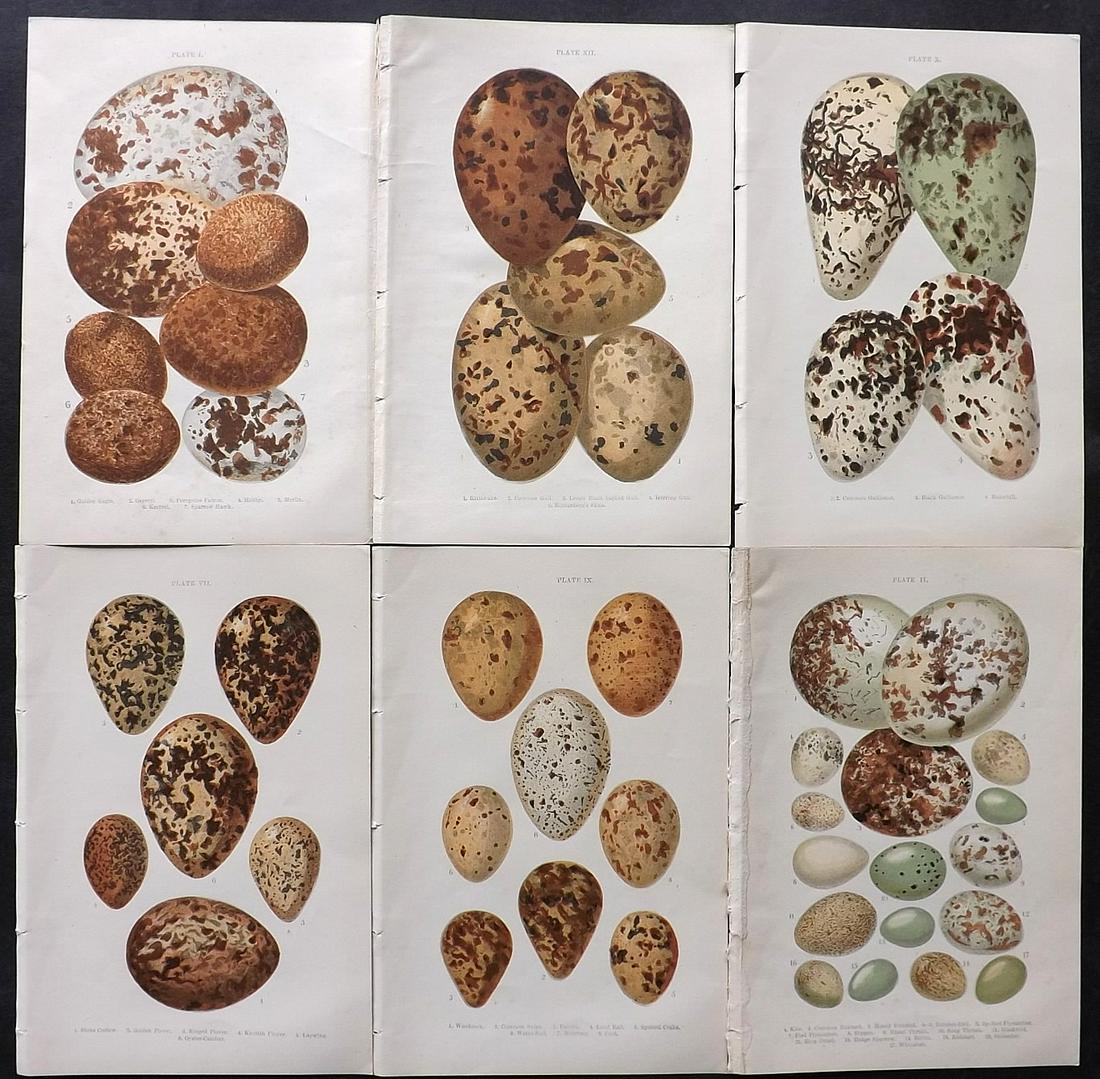 Atkinson, Canon C1895 Lot of 6 Antique Bird Egg Prints: Colour Printed Woodblock Published C1895, London for "British Birds' Eggs and Nests Popularly Described" by The Rev. Canon Atkinson. Paper Size: 7 x 5 inch (18 x 12cm) Good Condition