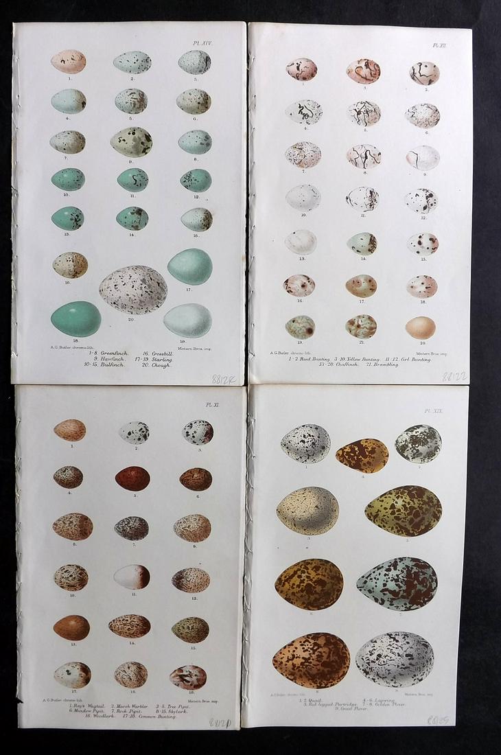 Butler, Arthur 1886 Lot of 4 Antique Bird Egg Prints (1 of 2)