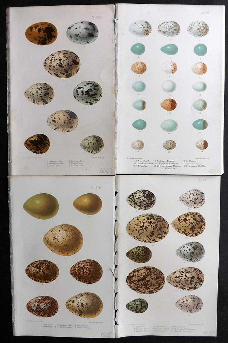 Butler, Arthur 1886 Lot of 4 Antique Bird Egg Prints (1 of 2)