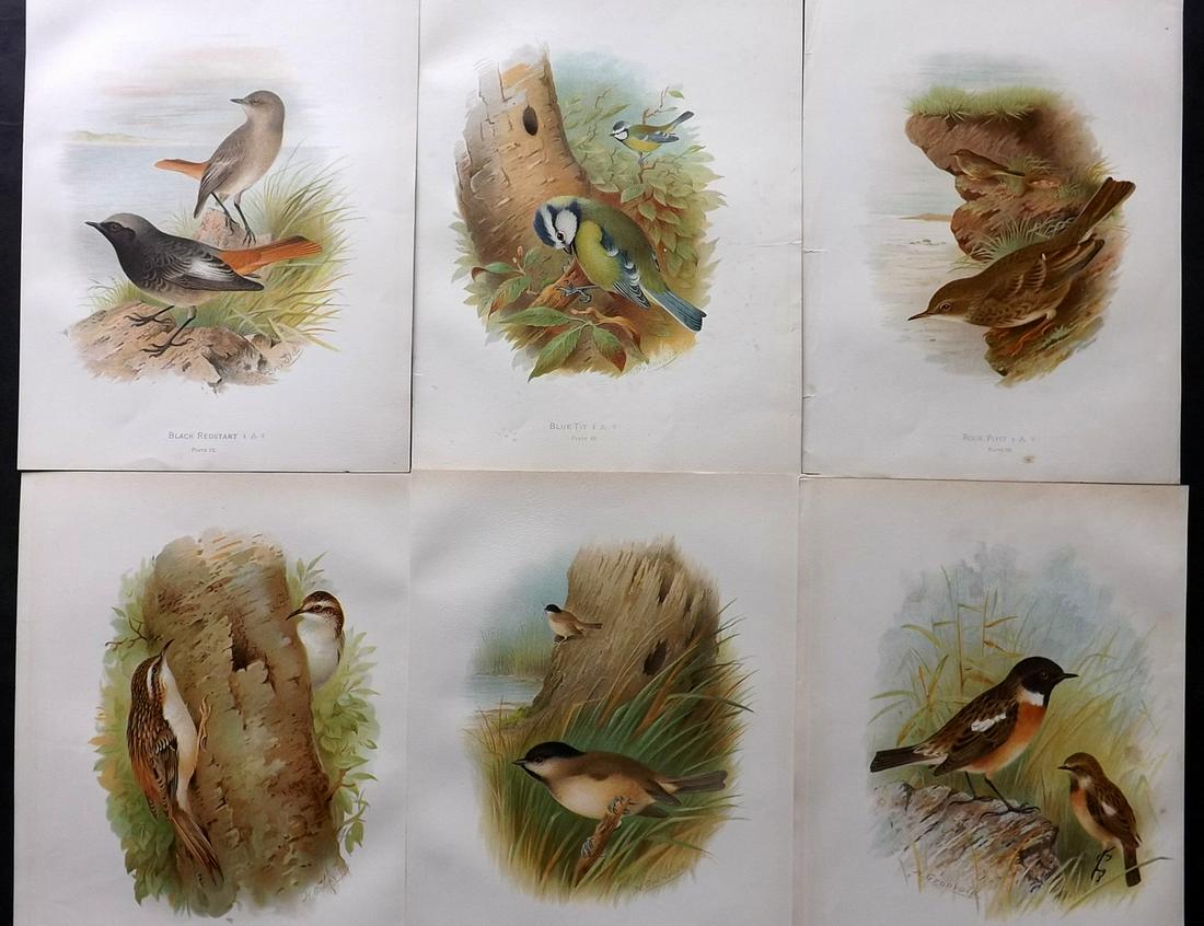 Butler, Frohawk & Gronvold 1908 Lot of 6 Bird Prints: Chromolithographs Published 1907-08, London for "Birds of Great Britain and Ireland..." by Arthur G. Butler. Illustrated by H. Gronvold & F. W. Frohawk. Paper Size: 11.5 x 9 inch (29 x 23cm) Good Cond