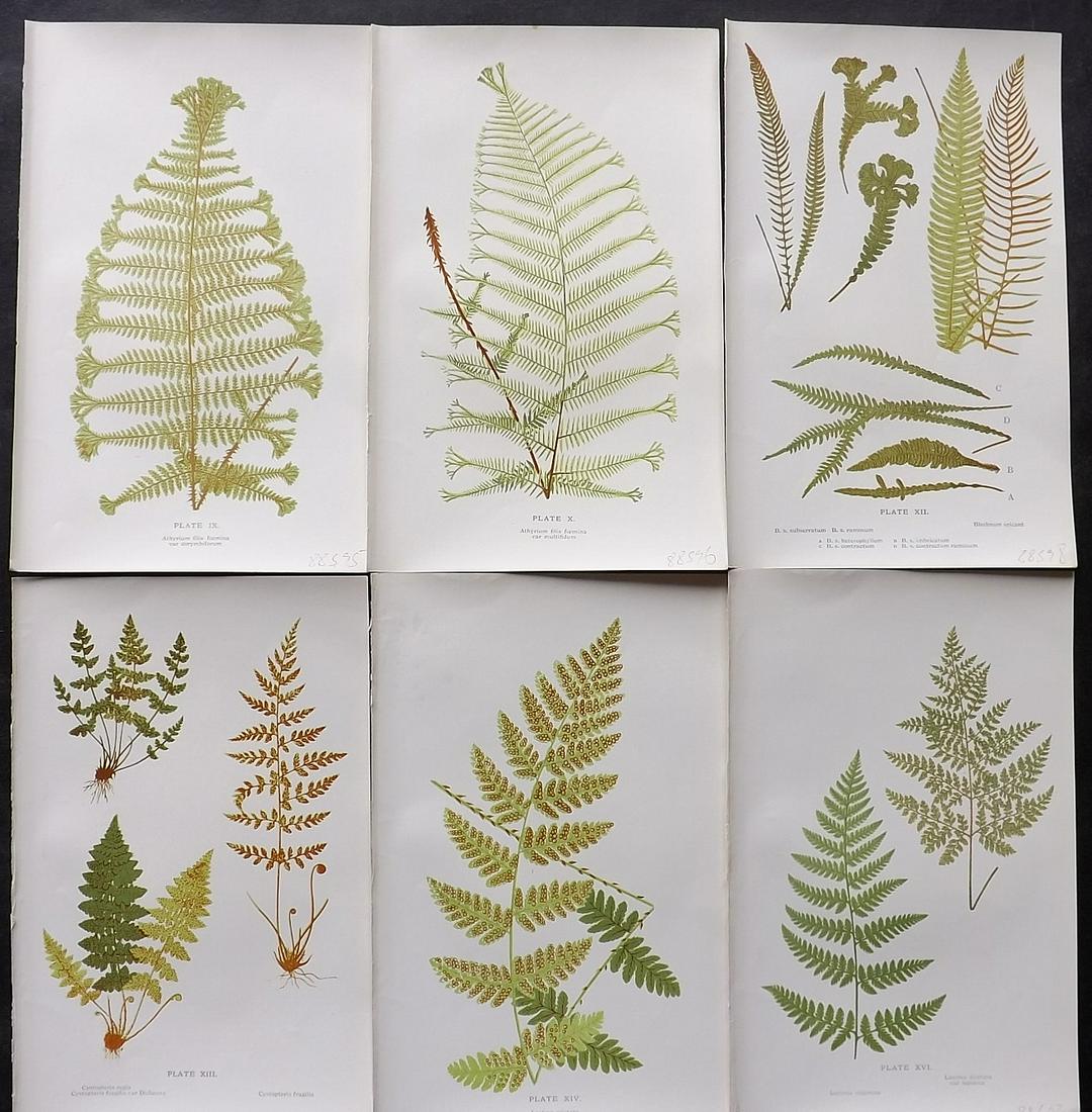 Druery, Charles C1910 Lot of 6 Antique Fern Prints: Offset Lithographs Published C1910, London for "British Ferns and Their Varieties" by Charles Druery. Paper Size: 8.5 x 5 inch (22 x 13cm) Good Condition