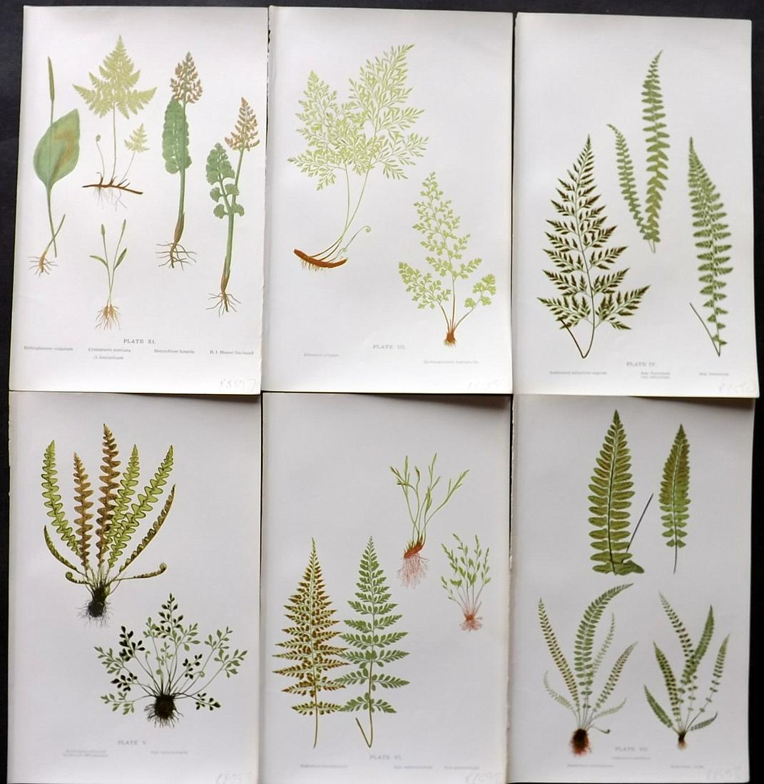 Druery, Charles C1910 Lot of 6 Antique Fern Prints: Offset Lithographs Published C1910, London for "British Ferns and Their Varieties" by Charles Druery. Paper Size: 8.5 x 5 inch (22 x 13cm) Good Condition