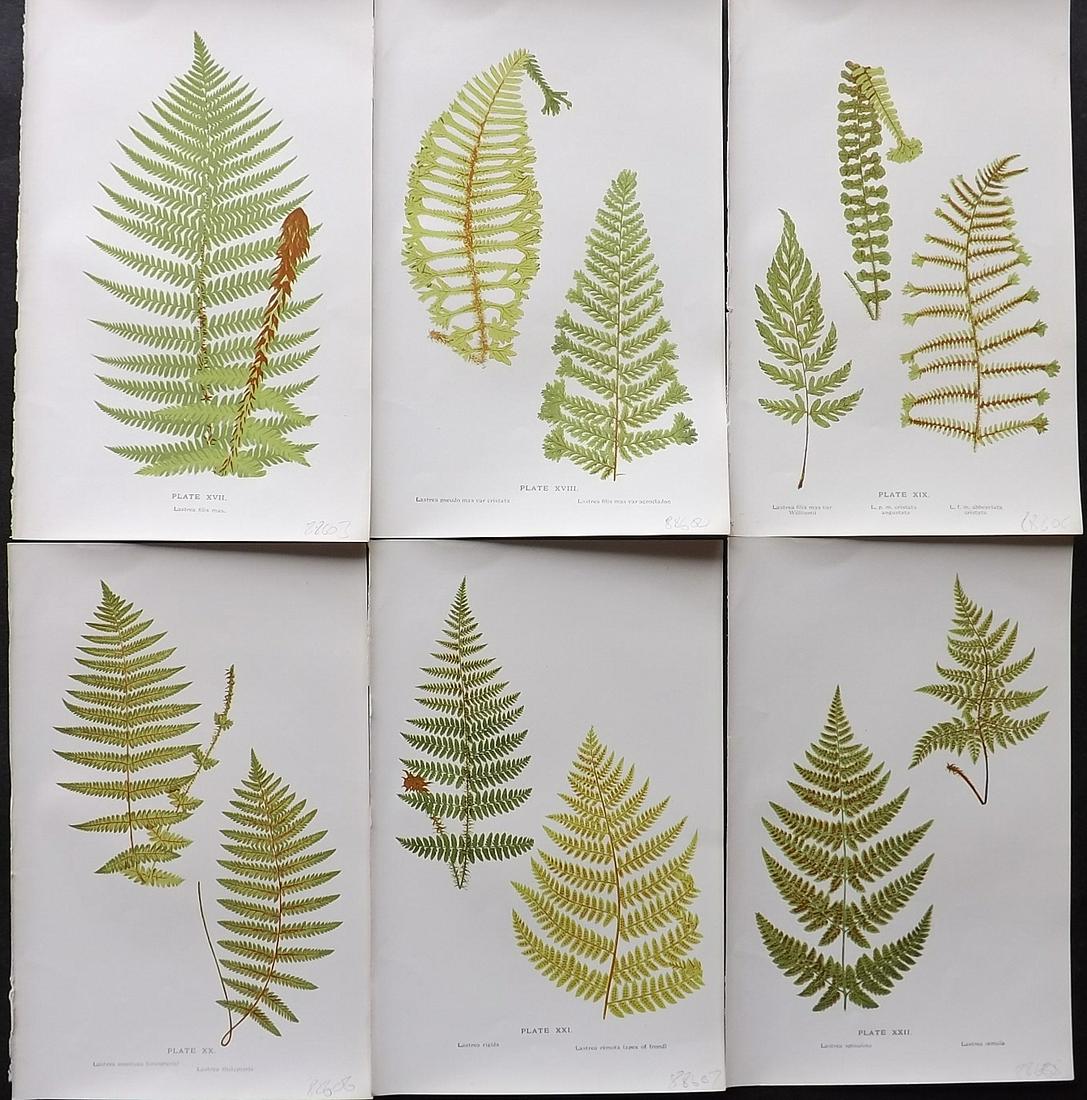 Druery, Charles C1910 Lot of 6 Antique Fern Prints: Offset Lithographs Published C1910, London for "British Ferns and Their Varieties" by Charles Druery. Paper Size: 8.5 x 5 inch (22 x 13cm) Good Condition