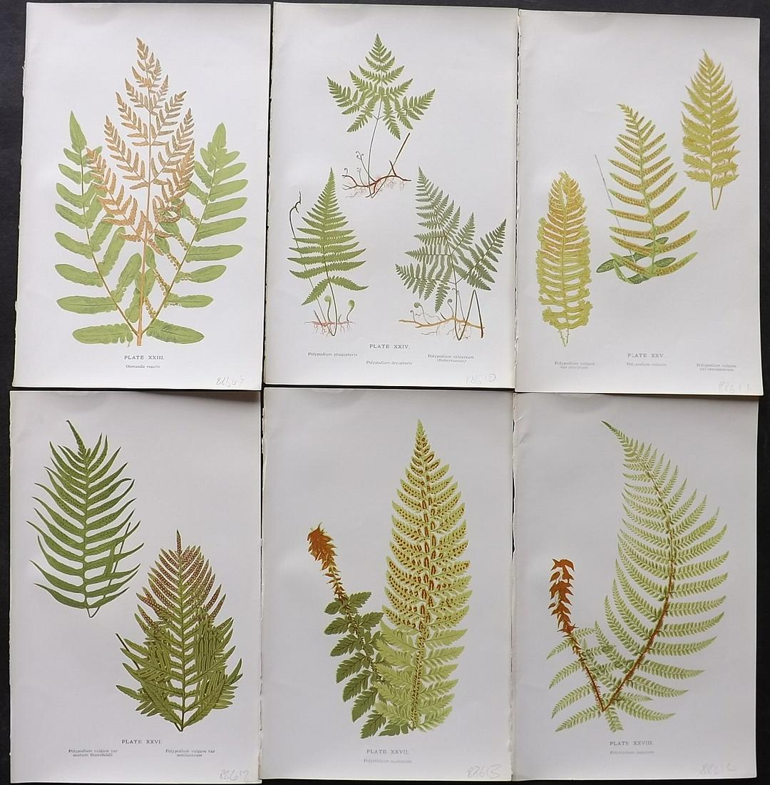 Druery, Charles C1910 Lot of 6 Antique Fern Prints: Offset Lithographs Published C1910, London for "British Ferns and Their Varieties" by Charles Druery. Paper Size: 8.5 x 5 inch (22 x 13cm) Good Condition