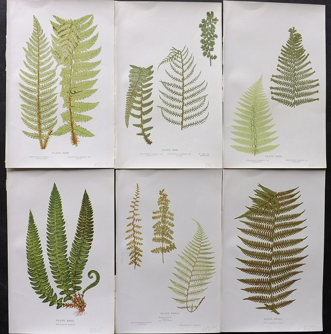Druery, Charles C1910 Lot of 6 Antique Fern Prints: Offset Lithographs Published C1910, London for "British Ferns and Their Varieties" by Charles Druery. Paper Size: 8.5 x 5 inch (22 x 13cm) Good Condition