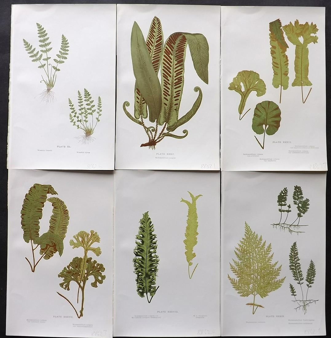 Druery, Charles C1910 Lot of 6 Antique Fern Prints: Offset Lithographs Published C1910, London for "British Ferns and Their Varieties" by Charles Druery. Paper Size: 8.5 x 5 inch (22 x 13cm) Good Condition