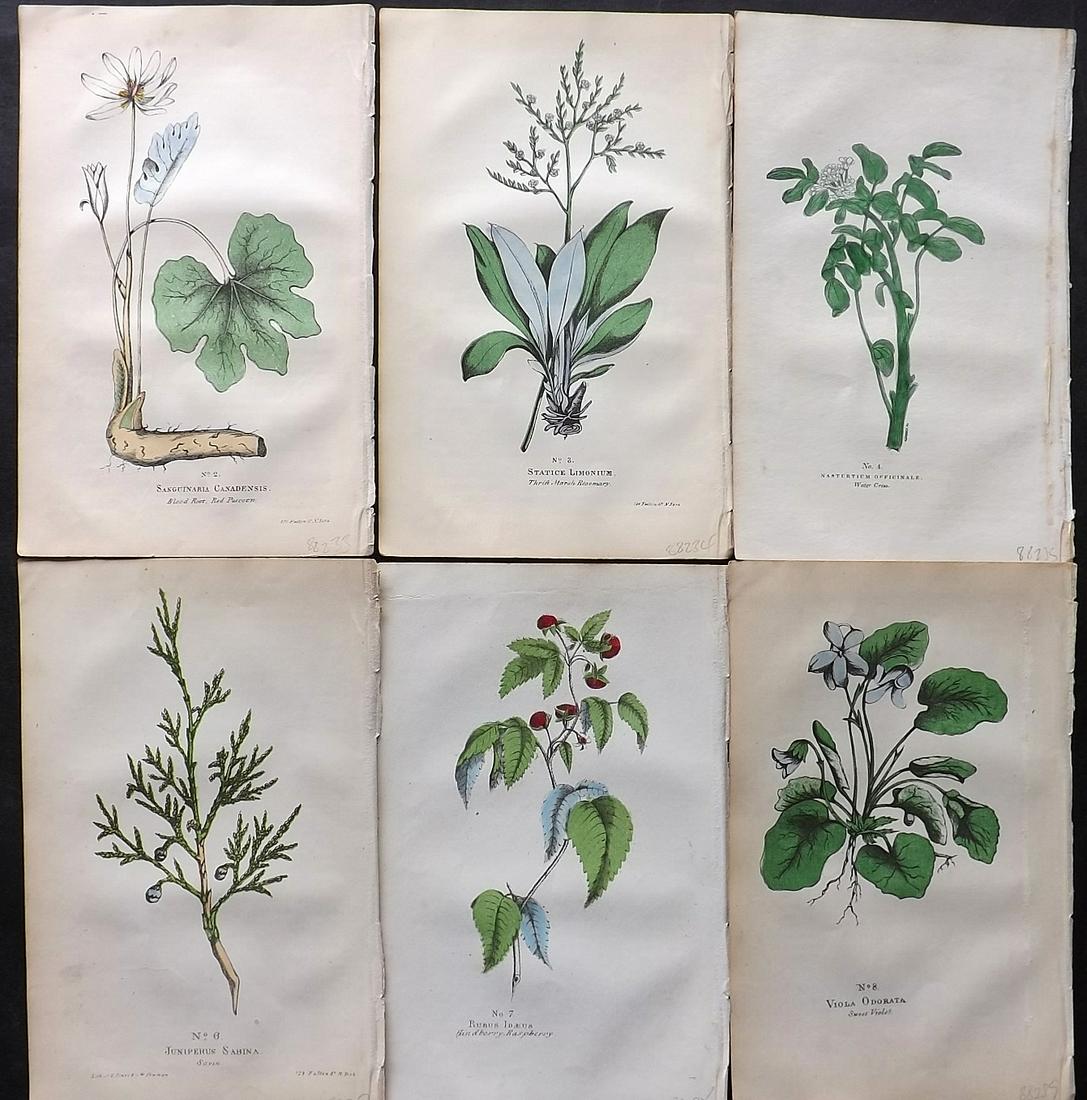 Good, Peter 1847 Lot of 6 Hand Col Botanical Prints (1 of 2)
