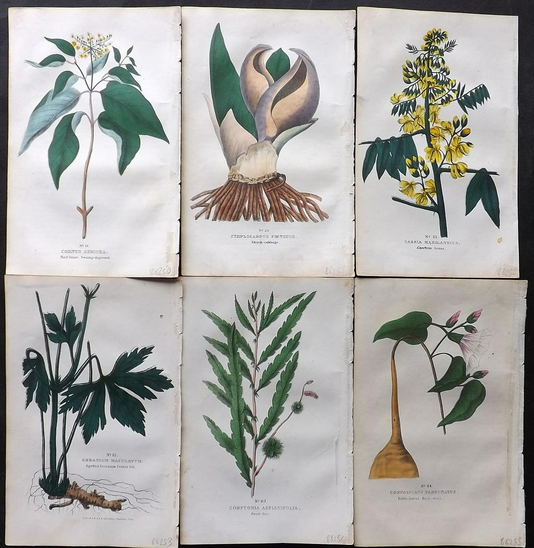 Good, Peter 1847 Lot of 6 Hand Col Botanical Prints (1 of 2)