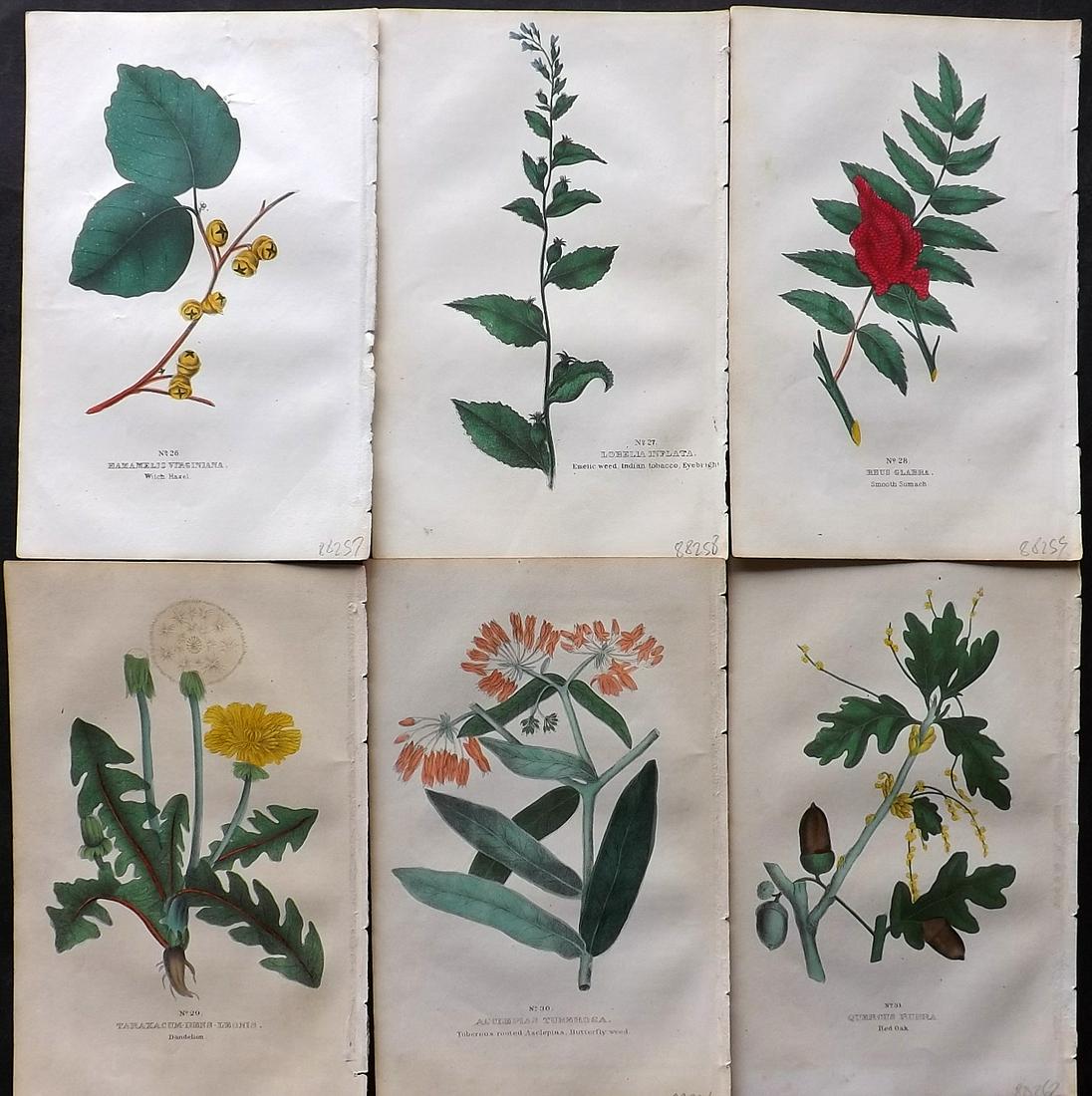 Good, Peter 1847 Lot of 6 Hand Col Botanical Prints (1 of 2)